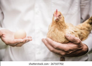 Paradox Of The Chicken And The Egg Explained By A Farmer