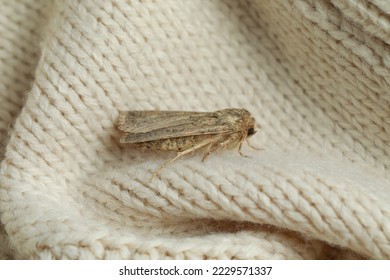 Paradrina clavipalpis polilla sobre suéter de punto de color, closeup