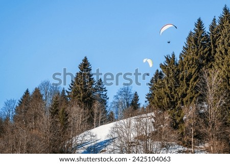 Paragliders soar above a snowy hill, framed by dark green pines under a clear blue sky, embodying the concept of freedom and adventure. Ideal for themes of winter sports, nature, and exhilaration