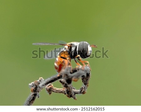 Similar – Foto Bild Geisterflieger Biene