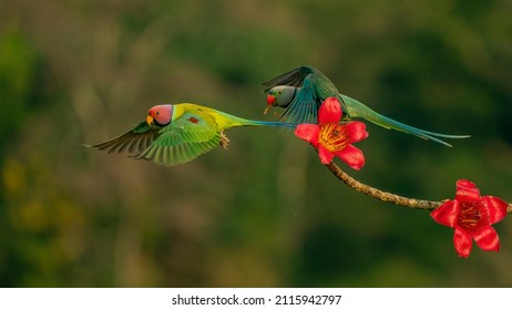 A Parakeet Is Any One Of Many Small To Medium-sized Species Of Parrot, In Multiple Genera, That Generally Has Long Tail Feathers. Older Spellings Still Sometimes Encountered Are Paroquet Or Paraquet. 