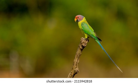 A Parakeet Is Any One Of Many Small To Medium-sized Species Of Parrot, In Multiple Genera, That Generally Has Long Tail Feathers. Older Spellings Still Sometimes Encountered Are Paroquet Or Paraquet. 