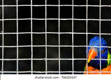 Parakeet in cage