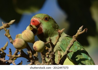 Parakeet (Drara) Parrot Feasting On Sycamore Fig