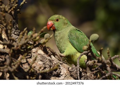 Parakeet (Drara) Parrot Feasting On Sycamore Fig