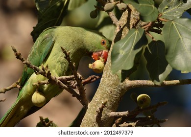 Parakeet (Drara) Parrot Feasting On Sycamore Fig