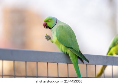 Parakeet Eating Food , Bird