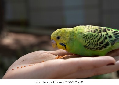 Parakeet Eating On My Hand, Closeup