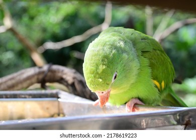 Parakeet Eating On A Platform