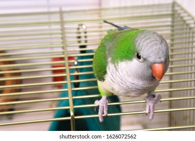 Parakeet Monk Green Bird On Cage.