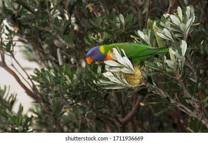 Parakeet On A Waratah Bush