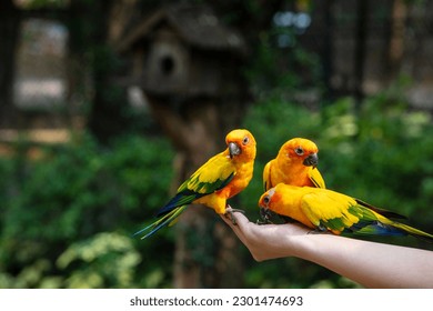 parakeet, parrot bird eating the sunflower seed on the woman hand at exotic zoo