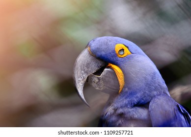 Parakeet or parrot  blind.