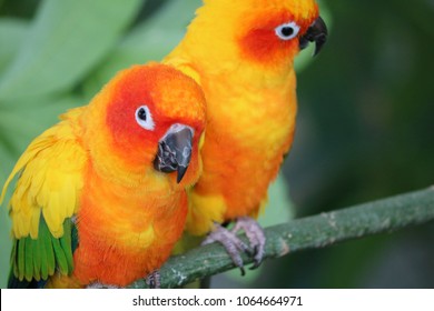 Parakeet Parrot At Forest 