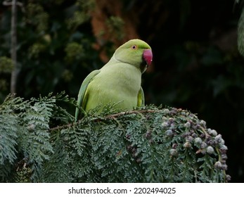 Parakeet Perched In Conifer In Uk Garden