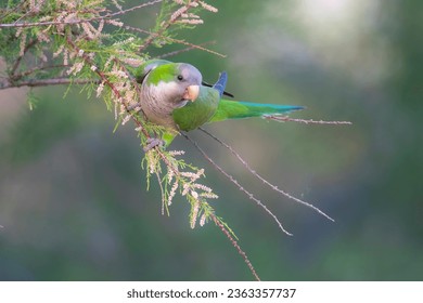 Parakeet perched on a bush with red berries , La Pampa, Patagonia, Argentina - Powered by Shutterstock