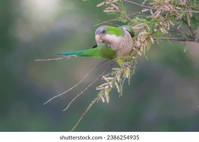 Parakeet perched on a bush with red berries , La Pampa, Patagonia, Argentina - Powered by Shutterstock