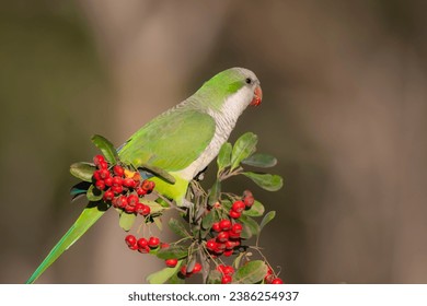 Parakeet perched on a bush with red berries , La Pampa, Patagonia, Argentina - Powered by Shutterstock