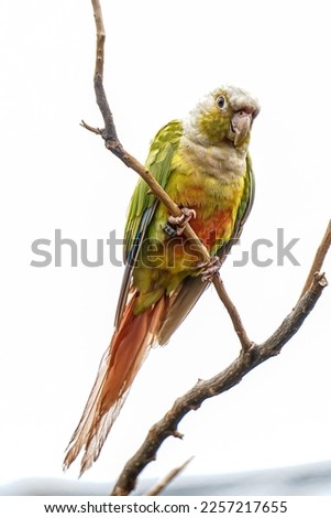 A parakeet perched on a tree branch