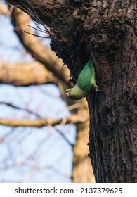 Parakeet - Picture Taken In Epping Forest - London UK