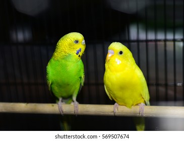 Parakeet Sitting On A Stick In The Cage.