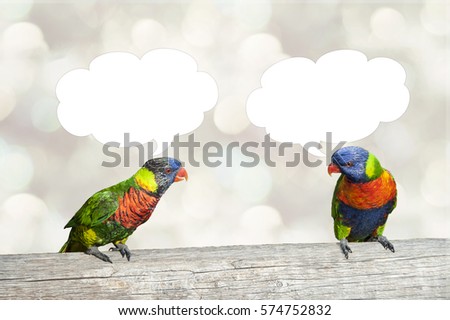 Parakeets in conversation on tree trunk