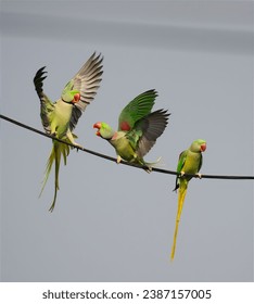 Parakeets Fighting in Nature , while another watches them peacefully - Featherweight Championship