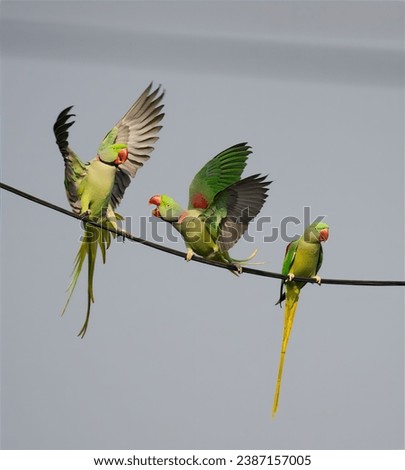 Parakeets Fighting in Nature , while another watches them peacefully - Featherweight Championship