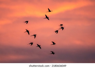 Parakeets At Sunset In Beddington Park, Sutton, London.