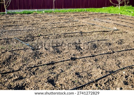 Parallel black drip irrigation pipes sit on freshly tilled soil in a farm field. agriculture infrastructure, soil preparation, smart watering.