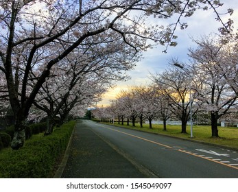 A Parallel Line Of Beautifully Bloomed Sakura Accompanied By The Majestic Color Of Sunset In Chikushi Campus Of Kyushu University