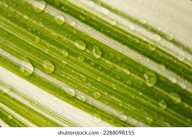 Parallel lines of white and green with drolets on surface of leaf.