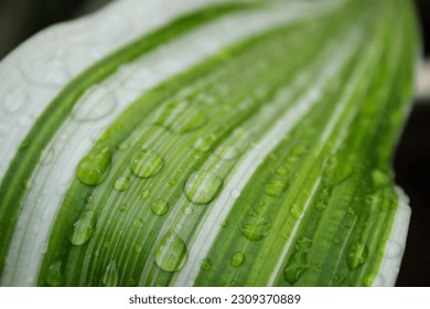 Parallel lines of white and green with drolets on perspective smooth surface leaf.