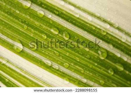 Parallel lines of white and green with drolets on surface of leaf.