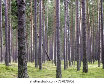 Parallel Trees In A Forest. One Tree Is Fallen And Destroys The Symetry.