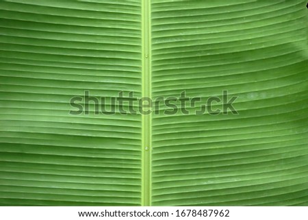 parallel venation of green leaf