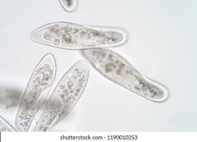 Paramecium Caudatum High Res Stock Images Shutterstock