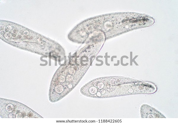 Paramecium caudatum is a genus of
unicellular ciliated protozoan and Bacterium under the
microscope