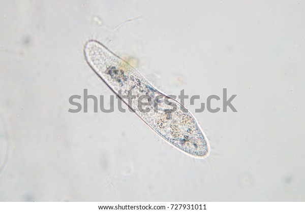Paramecium caudatum is a genus of\
unicellular ciliated protozoan and Bacterium under the\
microscope