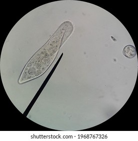 Paramecium Caudatum High Res Stock Images Shutterstock