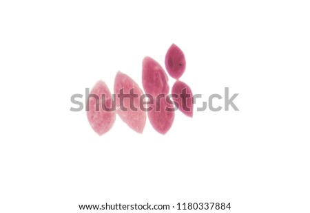 paramecium under microscope