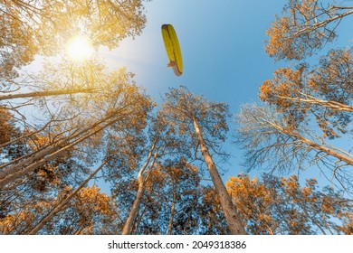 Paramotor is flying above autumn forest fresh on summer season with blue sky background.