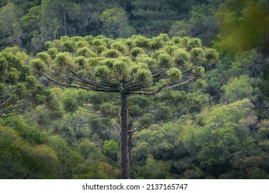 Parana Pine or Brazilian Pine - Araucaria Tree (Araucaria angustifolia)