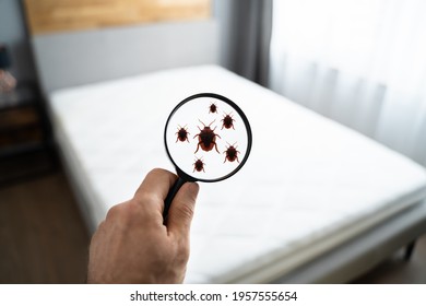 Parasite Infested Dirty Linen In Bedroom At Home - Shutterstock ID 1957555654