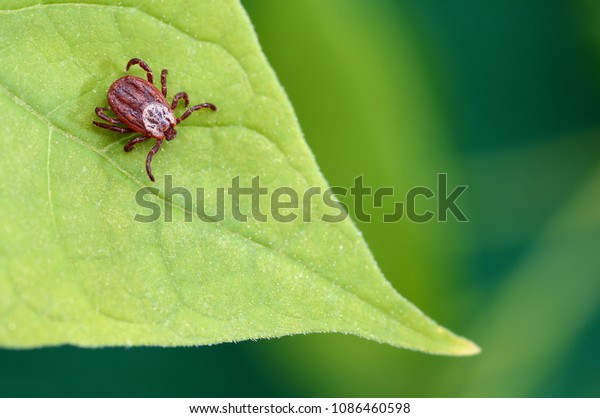 Parasite mite sitting on a green leaf. Danger of tick
bite. 