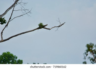 parasite on tree