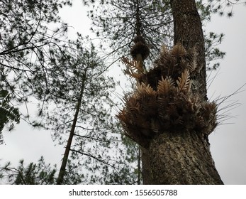 Parasites On Pine Tree Trunks. Phlebodium Aureum (blue Star Fern)