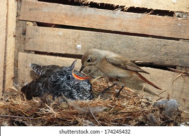 Parasitic Cuckoo Bird Chick In Nest Redstart