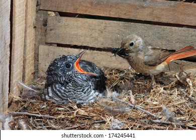 Parasitic Cuckoo Bird Chick In Nest Redstart