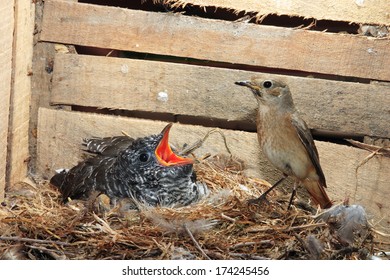 Parasitic Cuckoo Bird Chick In Nest Redstart